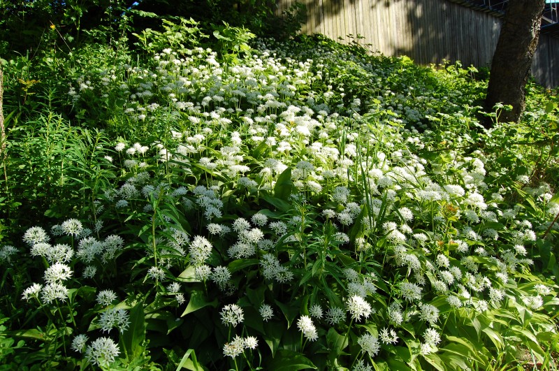 White Flowers