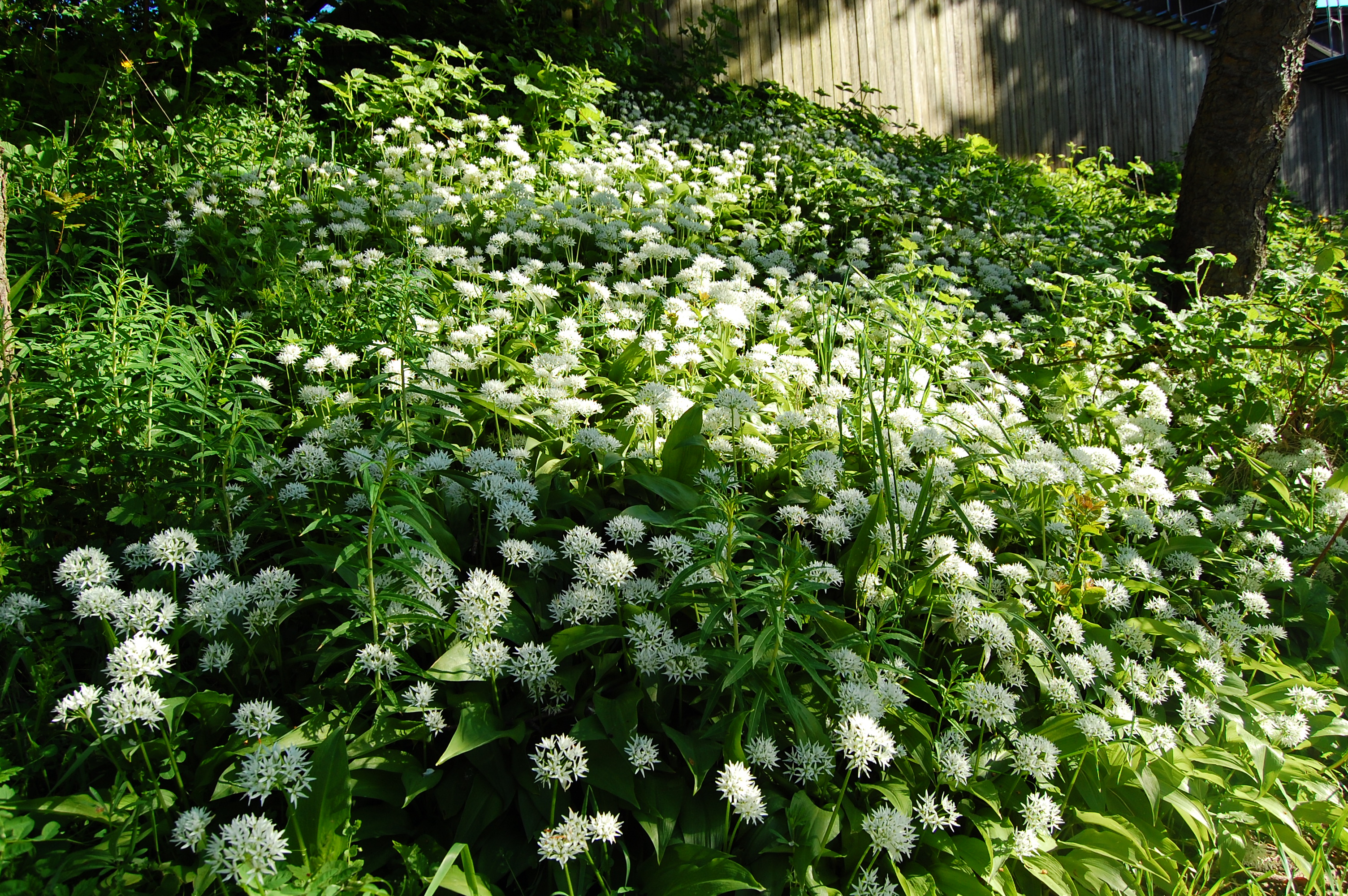 White Flowers For Him